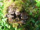 PICTURES/Ho Rainforest - Ho Trail/t_Brown Shrooms2.JPG